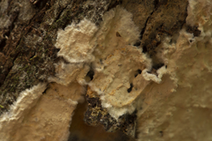 Steccherinum nitidum