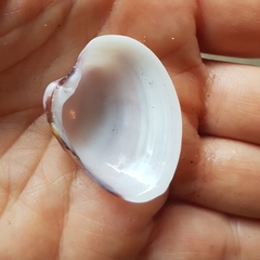 Hysteroconcha lupanaria