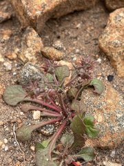 Chorizanthe fimbriata