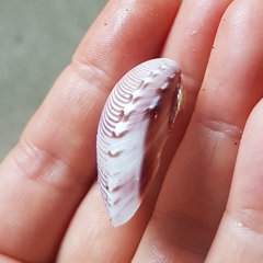 Hysteroconcha lupanaria