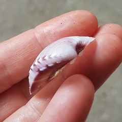Hysteroconcha lupanaria