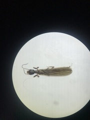 Oligotoma saundersii