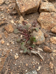 Chorizanthe fimbriata