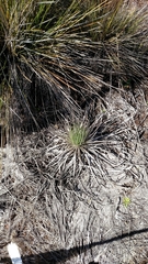 Argyroxiphium kauense