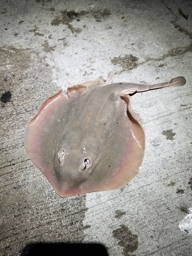 Haller's Round Ray, photo 3 of 10