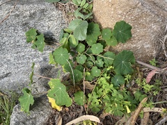 Tropaeolum majus