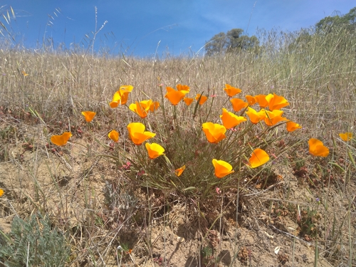 iNaturalist observation photo of California poppy
