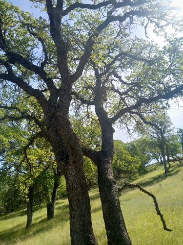 iNaturalist observation photo of blue oak