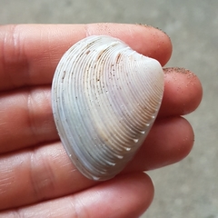 Hysteroconcha rosea