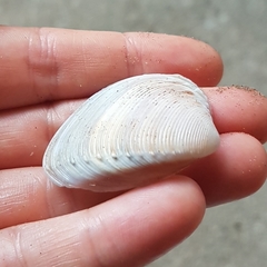 Hysteroconcha rosea