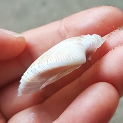 Hysteroconcha rosea