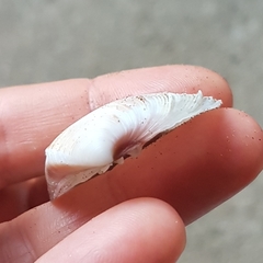 Hysteroconcha rosea
