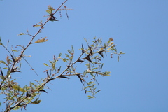 Vachellia hindsii