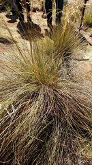 Deschampsia nubigena