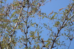 Vachellia hindsii