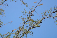 Vachellia hindsii
