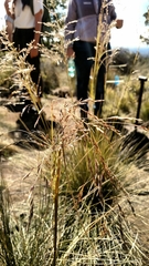 Deschampsia nubigena