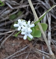 Valerianella amarella
