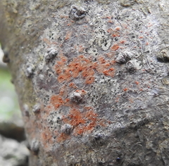 Arthonia cinnabarina