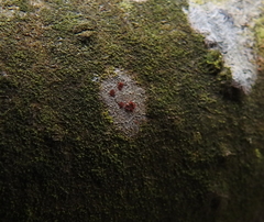Arthonia cinnabarina