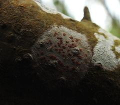 Arthonia cinnabarina