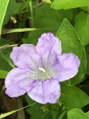 Ruellia humilis