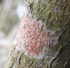 Arthonia cinnabarina