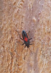 Stenomacra marginella