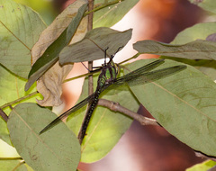 Coryphaeschna ingens