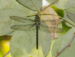 Coryphaeschna ingens