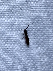 Taphroscelidia linearis