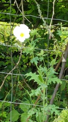 Argemone polyanthemos