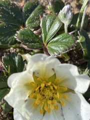 Fragaria chiloensis pacifica