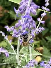 Apis mellifera