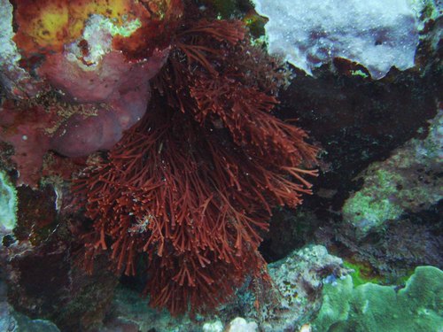 Melanthalia obtusata