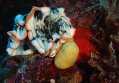 Dermatobranchus gonatophorus
