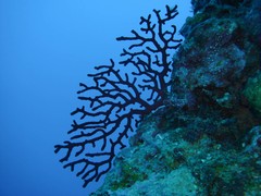 Chironephthya