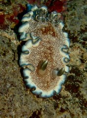 Ardeadoris pullata