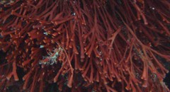 Melanthalia obtusata