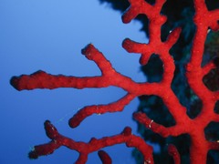 Chironephthya