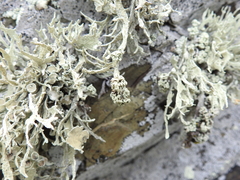 Tremella nieblae
