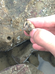 Acanthais callaoensis