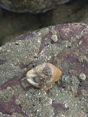 Acanthais callaoensis