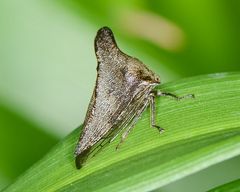 Telamonini