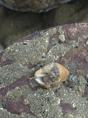 Acanthais callaoensis