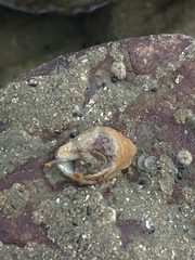 Acanthais callaoensis