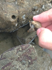Acanthais callaoensis