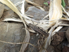 Calliptamus madeirae