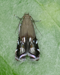 Anacampsis levipedella