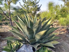 Agave salmiana crassispina